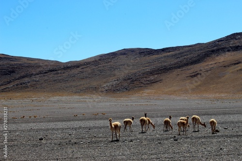 Rencontre des vigognes dans le Sud Lipez © Lona_Kimoa