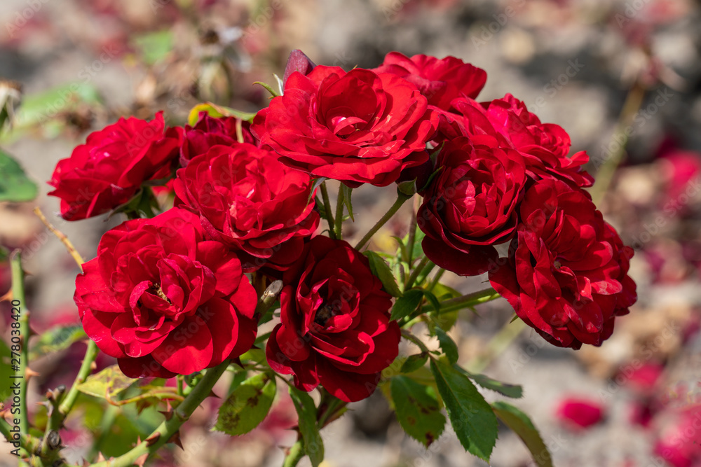 beautiful close up of several red rose flower heads of the german lavaglut rose beautiful close up of several red rose flower heads of the german lavaglut rose