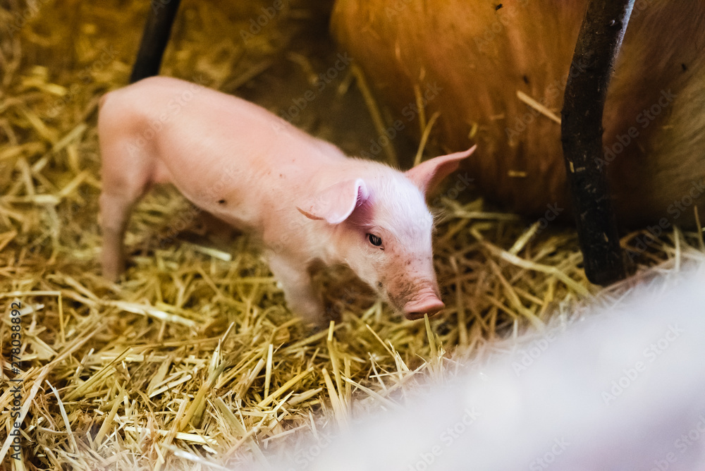 young piglet in agricultural livestock farm young piglet in agricultural livestock farm