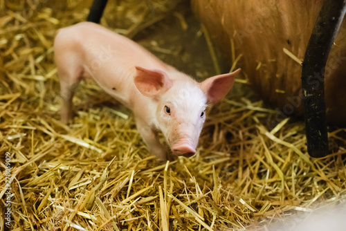 young piglet in agricultural livestock farm