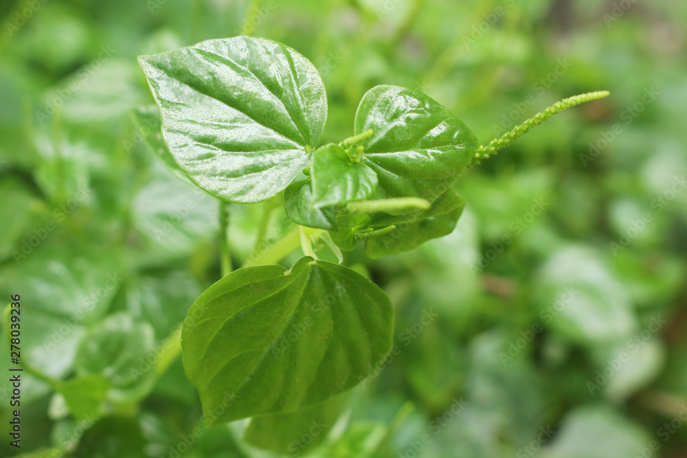 custom made wallpaper toronto digitalPeperomia pellucida beautiful green