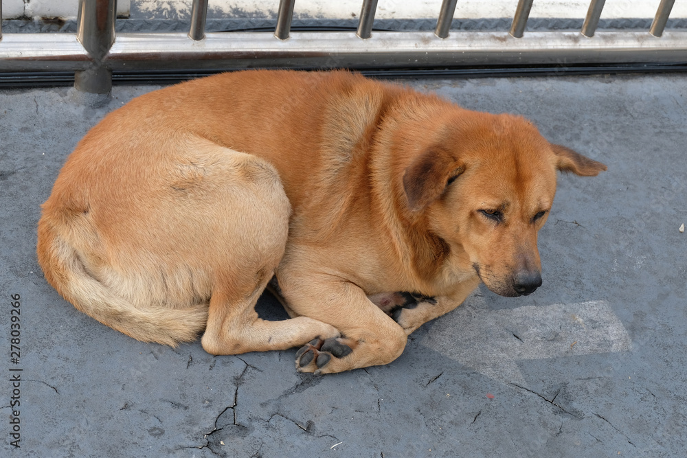 homeless abandoned dog on the street homeless abandoned dog on the street