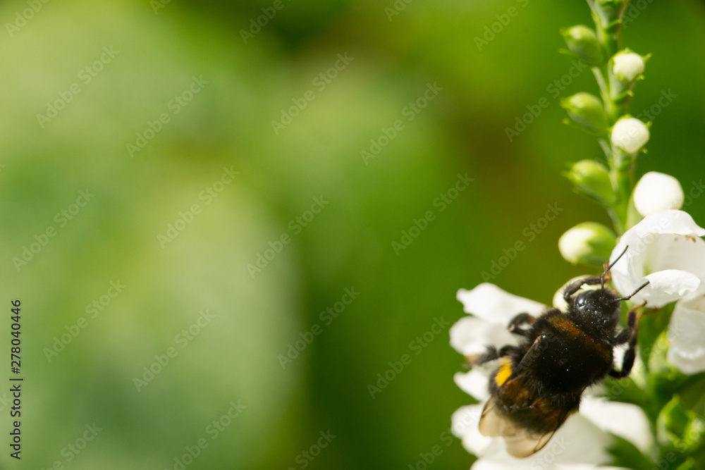 macro photo of bumblebee on white flower macro photo of bumblebee on white flower