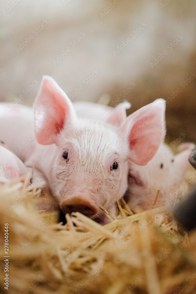 young piglet in agricultural livestock farm young piglet in agricultural livestock farm