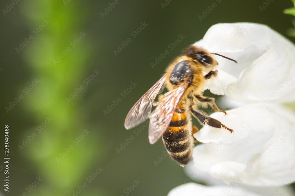 macro photo of bee on white flower macro photo of bee on white flower