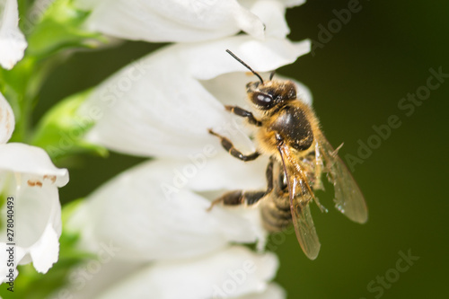 macro photo of bee on white flower