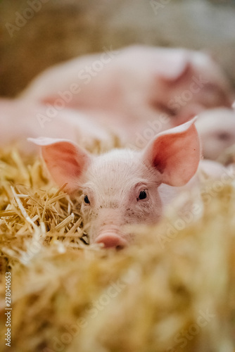 young piglet in agricultural livestock farm