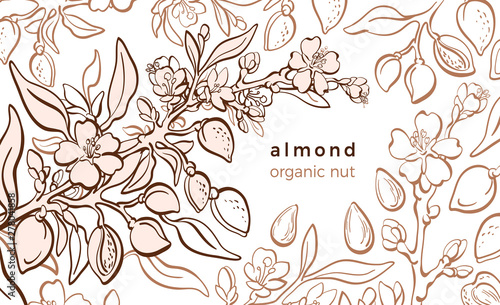 Almond tree. Vector template. Natural nut, botanical background
