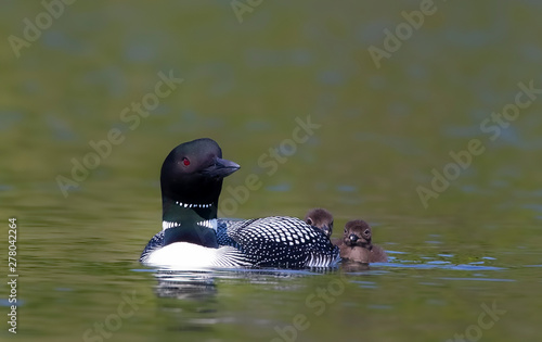 Common Loon (Gavia immer) with chicks by her side on a quiet lake in summer in Ontario, Canada
