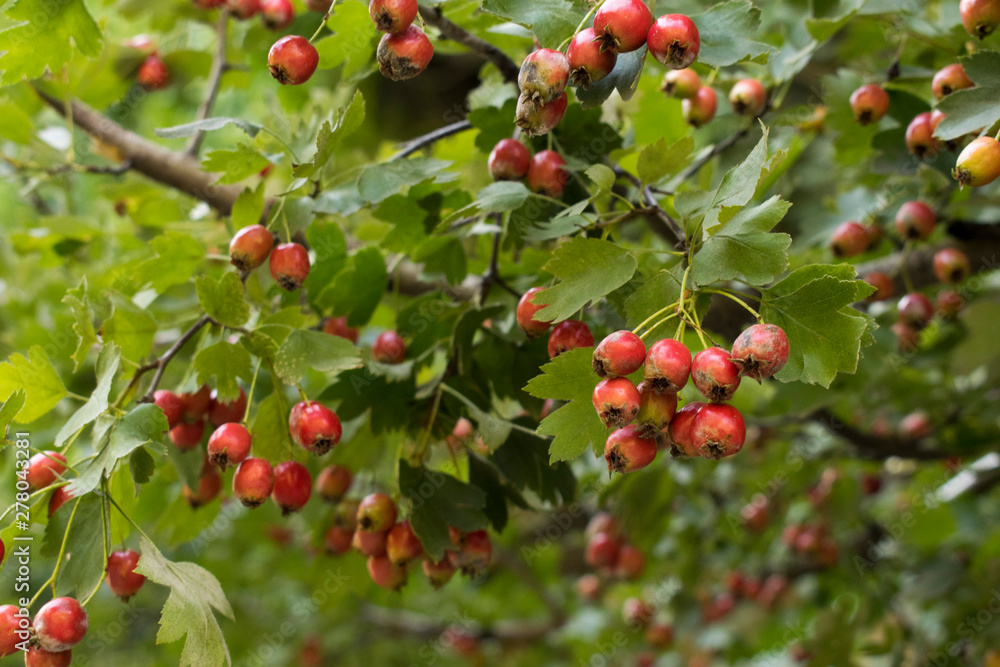 Green branches of hawthorn (Crataegus, hawberry, whitethorn) with red berries.