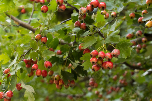 Green branches of hawthorn (Crataegus, hawberry, whitethorn) with red berries.