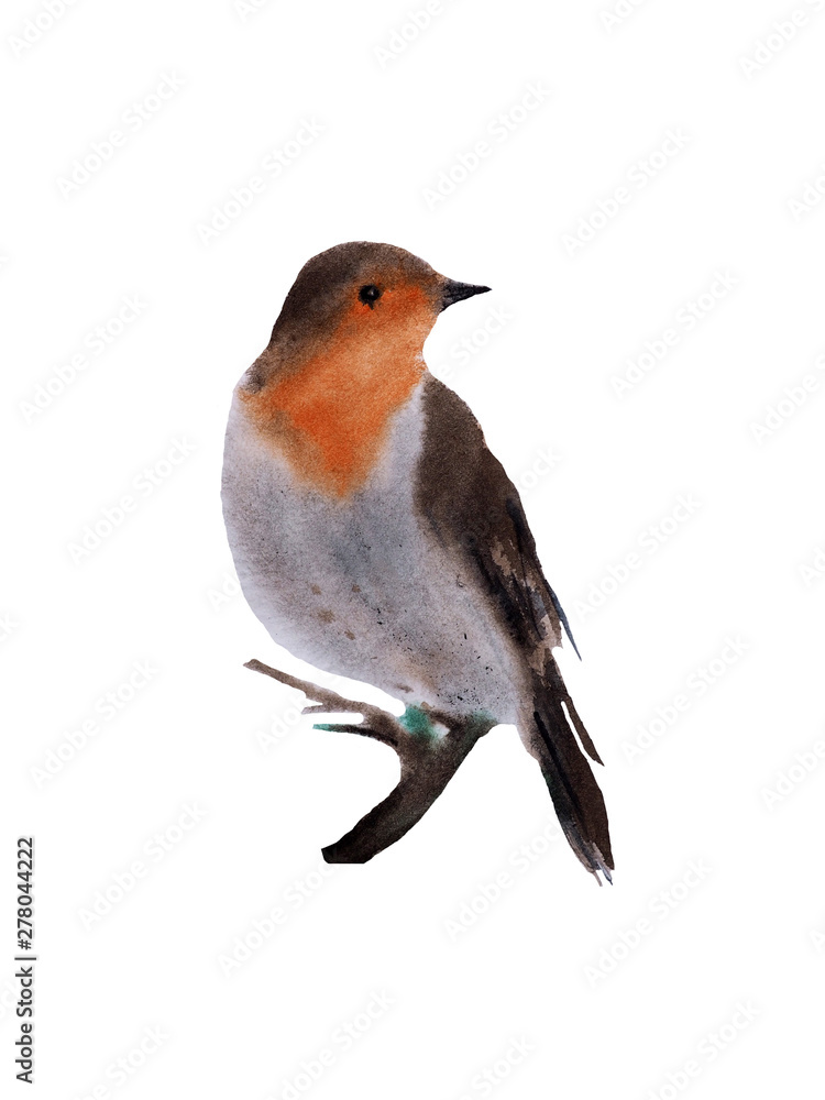 watercolor bird on white background watercolor bird on white background