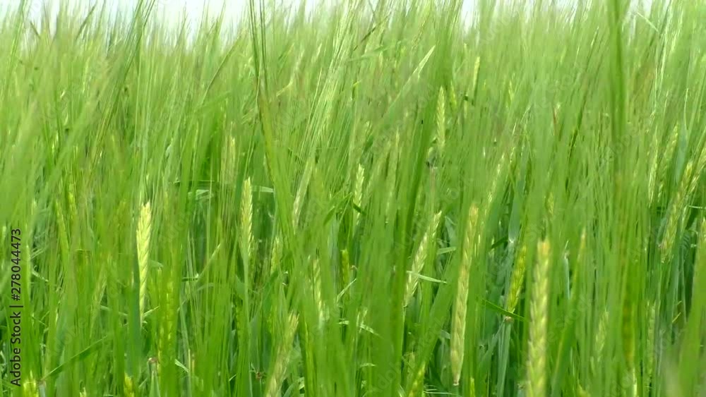 The green rye growing in the field. Agricultural area with cereals. The green rye growing in the field. Agricultural area with cereals.