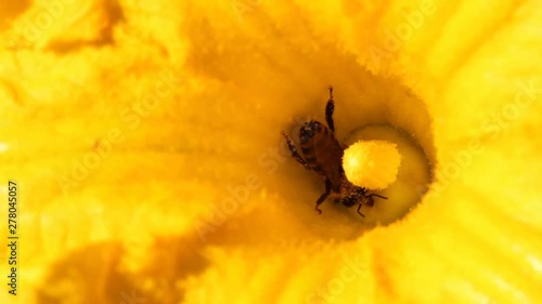 Bee In Pumpkin Flower