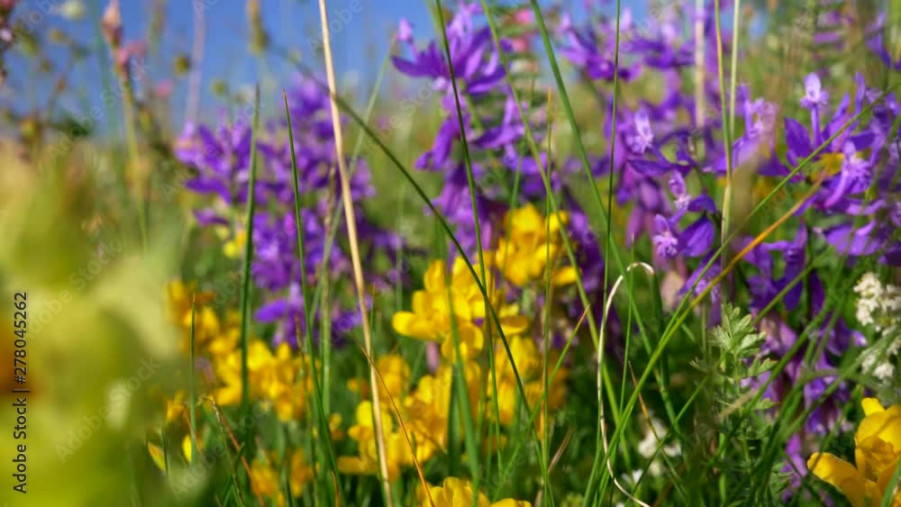 Moving the summer meadow between bright colored yellow and purple beautiful wildflowers and green grass. UHD Moving the summer meadow between bright colored yellow and purple beautiful wildflowers and green grass. UHD