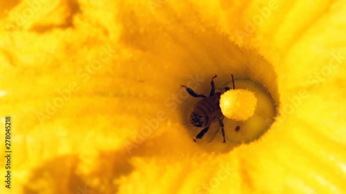 Bee Collecting Pollen Close Up