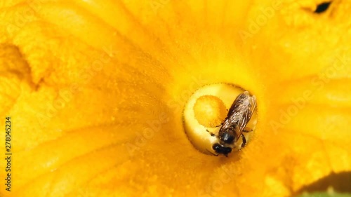 Bee And The Pumpkin Flower