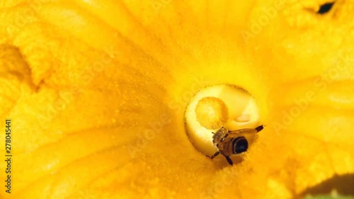 Bee And The Pumpkin Flower