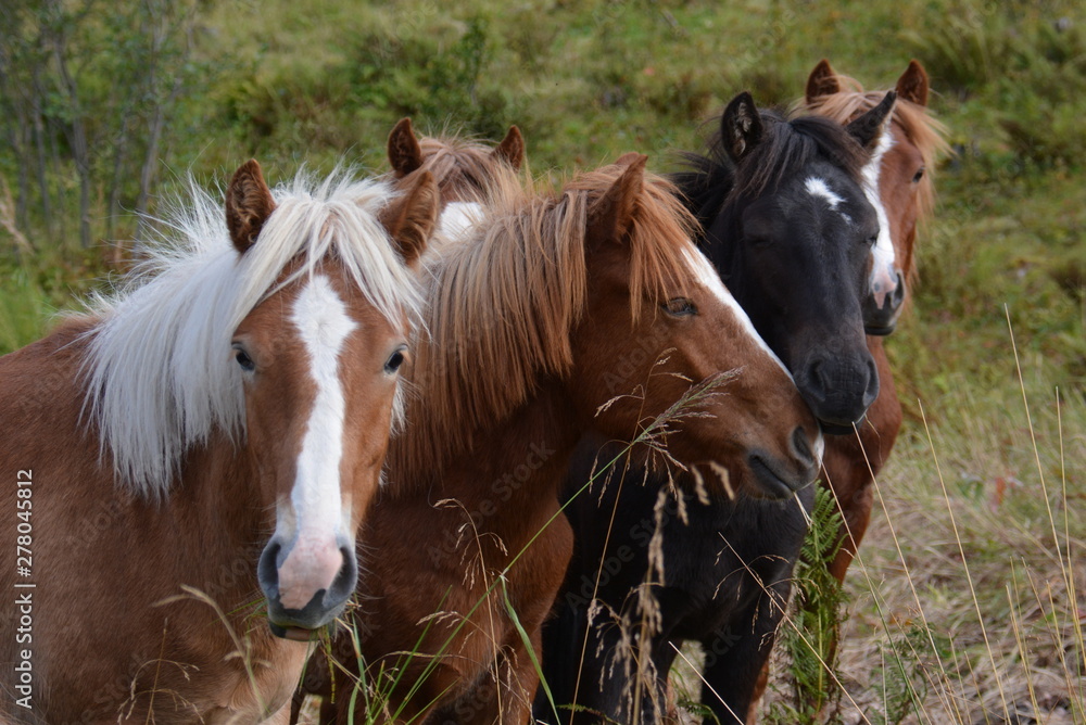 Obraz premium Pferde auf der Weide