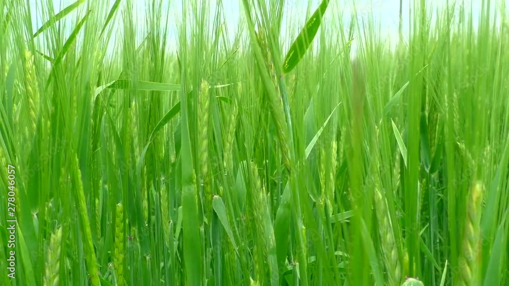 The green rye growing in the field. Agricultural area with cereals. The green rye growing in the field. Agricultural area with cereals.