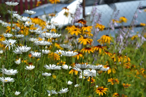Field of white daisies and yellow rudbeckia