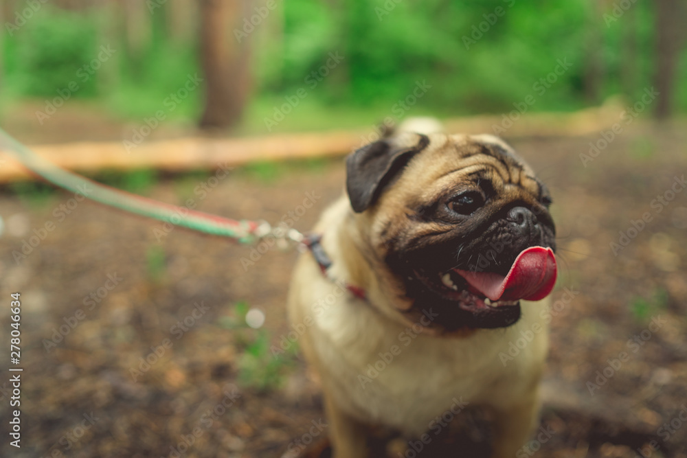 Dog breed pug walks in the woods. Young pug resting in the Park Dog breed pug walks in the woods. Young pug resting in the Park