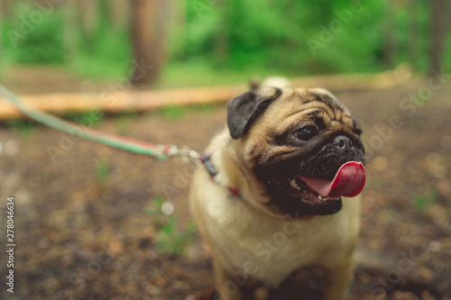 Dog breed pug walks in the woods. Young pug resting in the Park