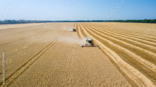 Combine harvesting: aerial view of agricultural machine collecting golden ripe wheat on the field.