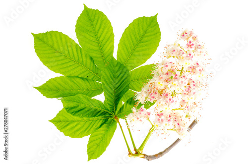 фотографія Green leaves and chestnut tree inflorescence isolated on white.