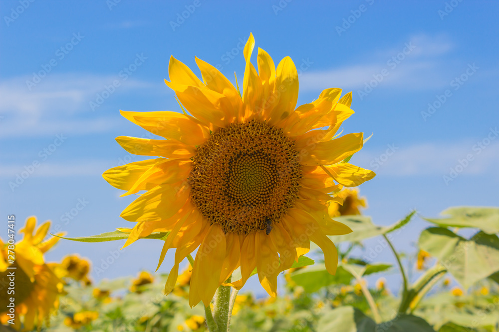 Yellow summer sunflower close up with bright blue sky Yellow summer sunflower close up with bright blue sky