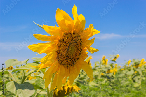 Yellow summer sunflower close up with bright blue sky