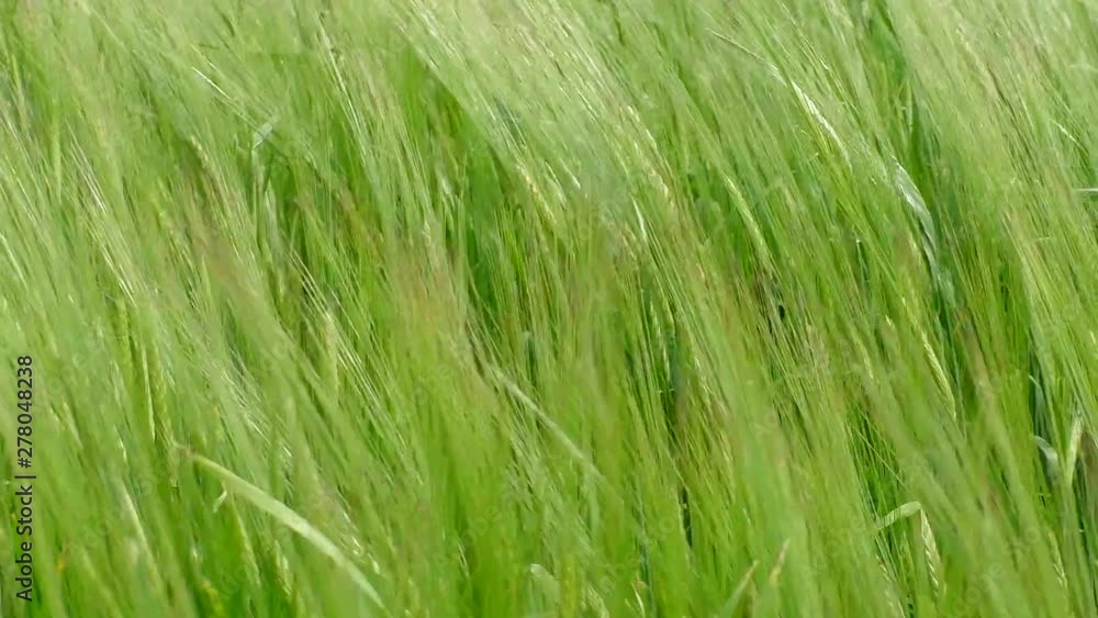 The green rye growing in the field. Agricultural area with cereals. The green rye growing in the field. Agricultural area with cereals.