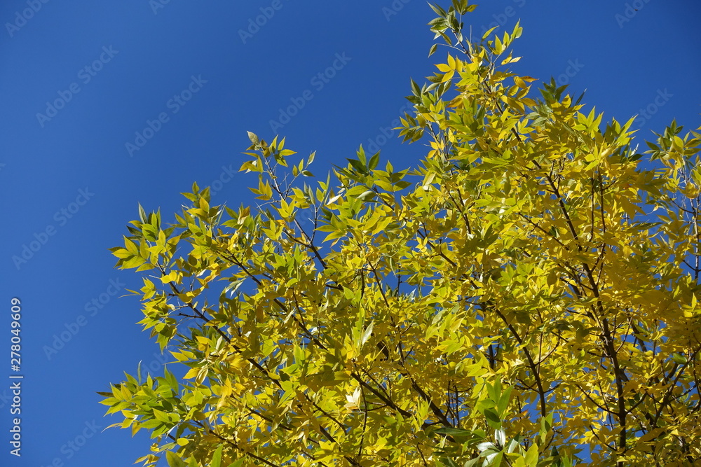 Branches of ash tree with yellow leaves against blue sky in October Branches of ash tree with yellow leaves against blue sky in October