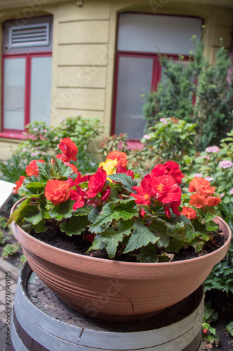 The interior of the streets and courtyards - bright red, yellow and orange begonias in a wooden barrel outside on a sunny summer day. © Olena