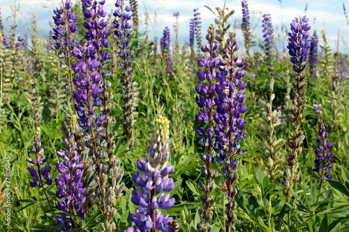 Many flowers of lupins in the field. Beautiful tall flowers in summer.