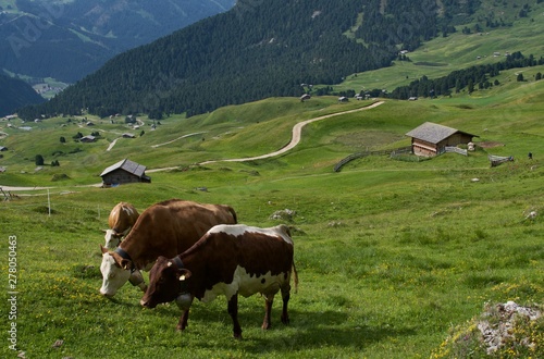 alpine cows on a pasture