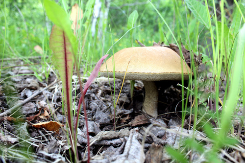 Boletus mushroom growing in the forest appeared from under dry grass and leaves