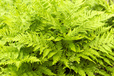 Green fern leaves background. Summer texture.