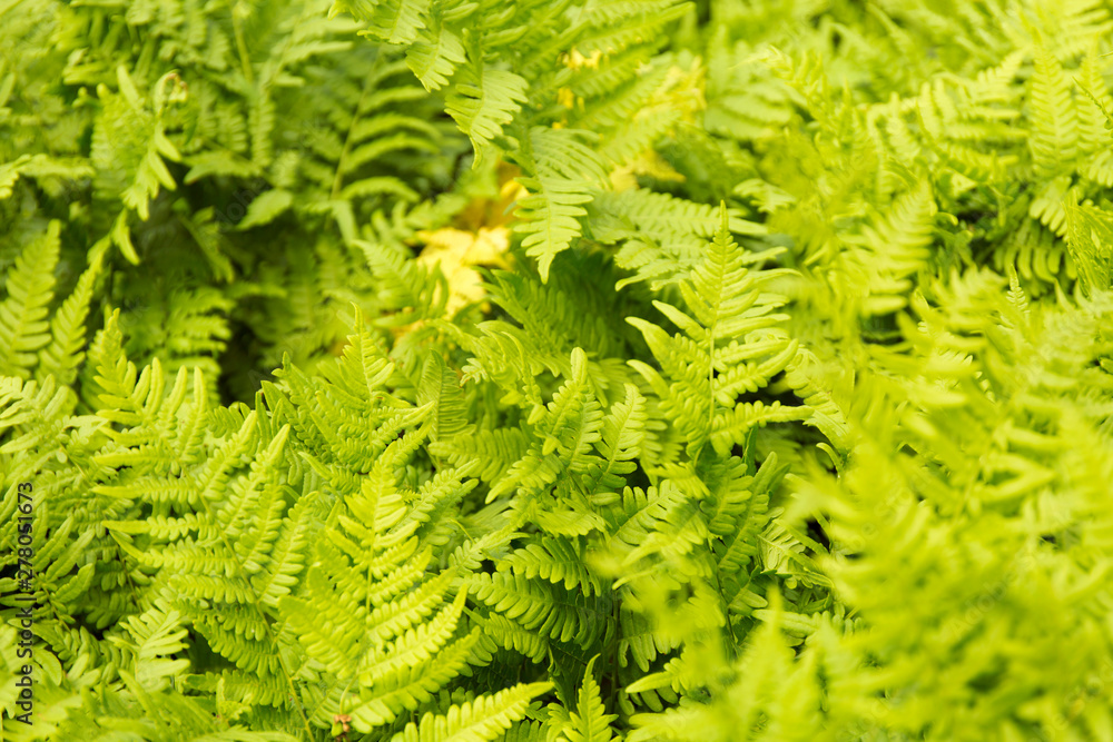 Green fern leaves background. Summer texture. Green fern leaves background. Summer texture.