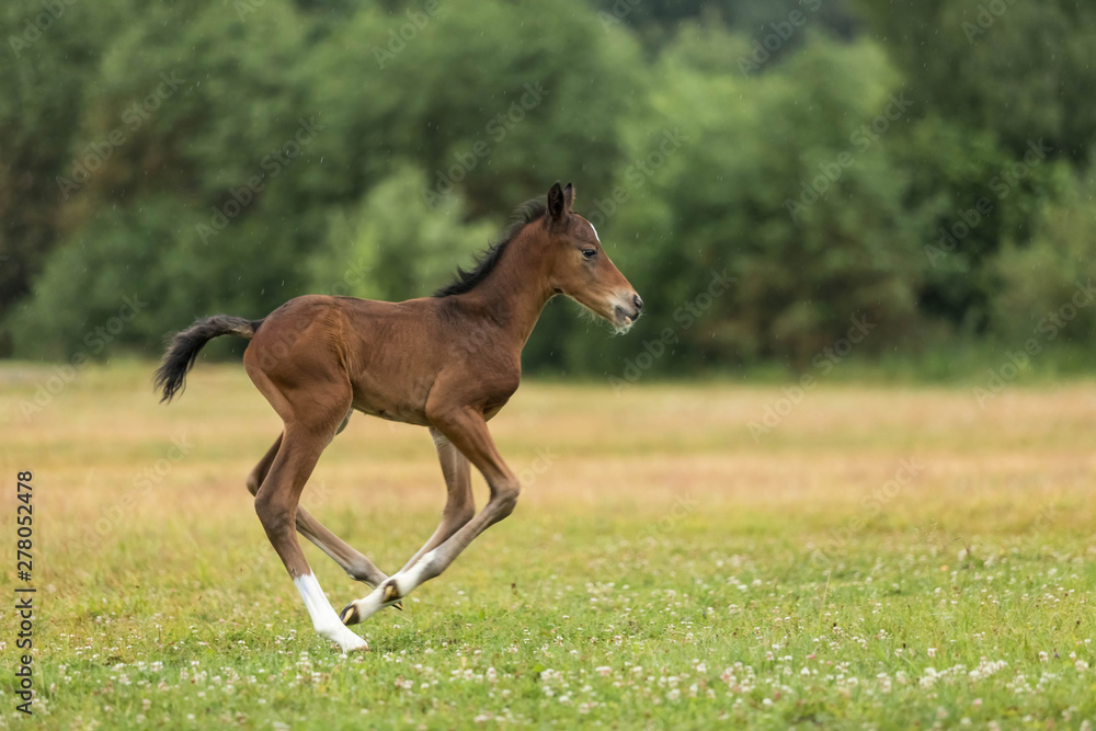 Fototapeta premium The newborn brown foal of 4 days old runs gallop across the field in summer day