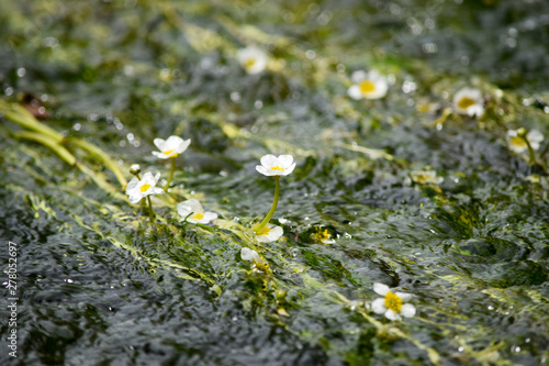 Delicate water flower petals
