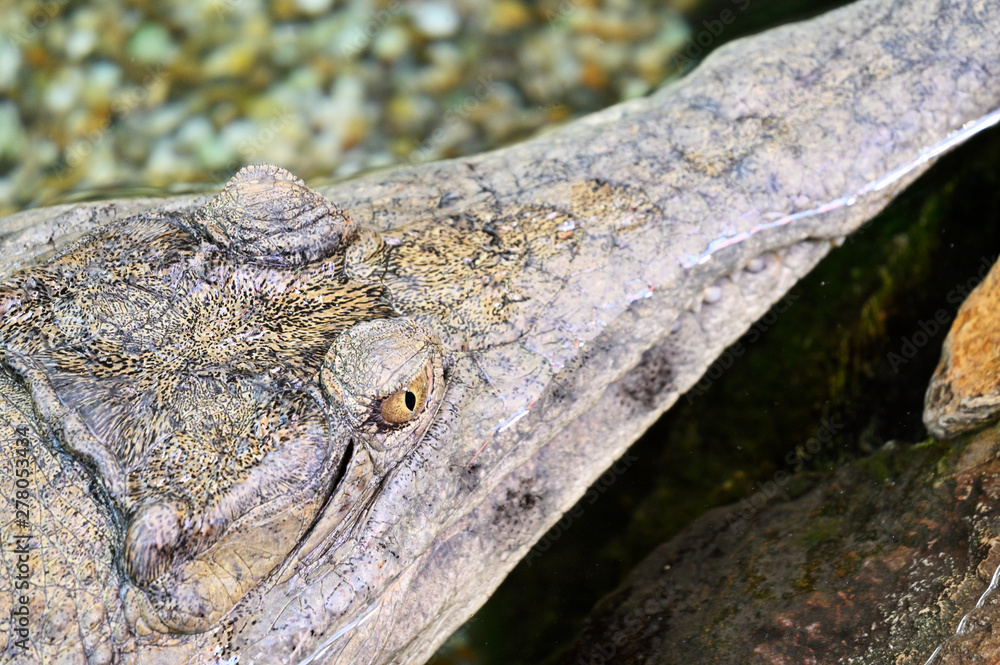 Obraz premium Top view of crocodile head in water.