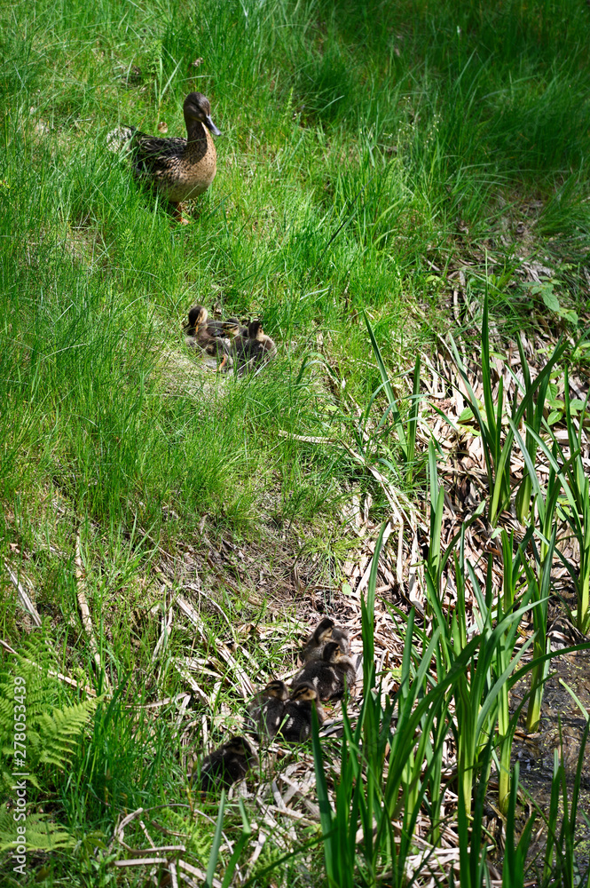 Young ducklings outdoors near reeds and female duck in grass. Young ducklings outdoors near reeds and female duck in grass.