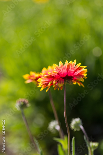 Outdoor spring  blooming yellow flower  gerbera   Gaillardia pulchella Foug.