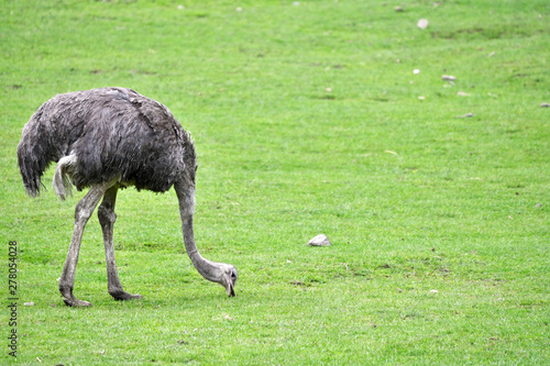 Adult ostrich looking for food in the lawn.