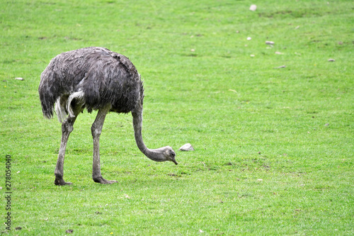 Adult ostrich looking for food in the lawn. photo