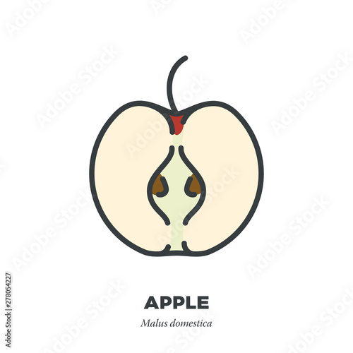 Half apple fruit icon, outline with color fill style vector illustration