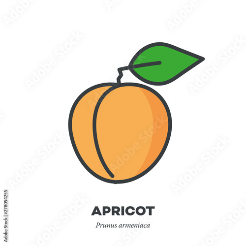 Apricot icon, filled outline style vector