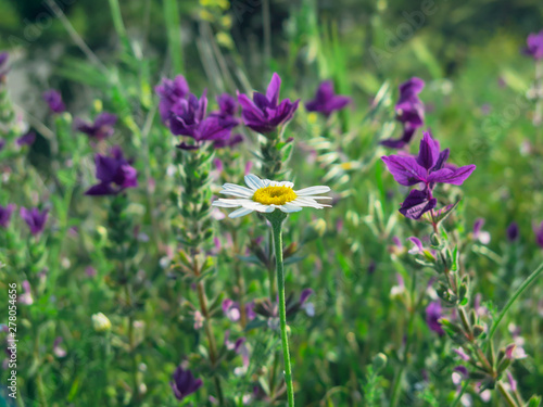 chamomile on the field of purple flowers