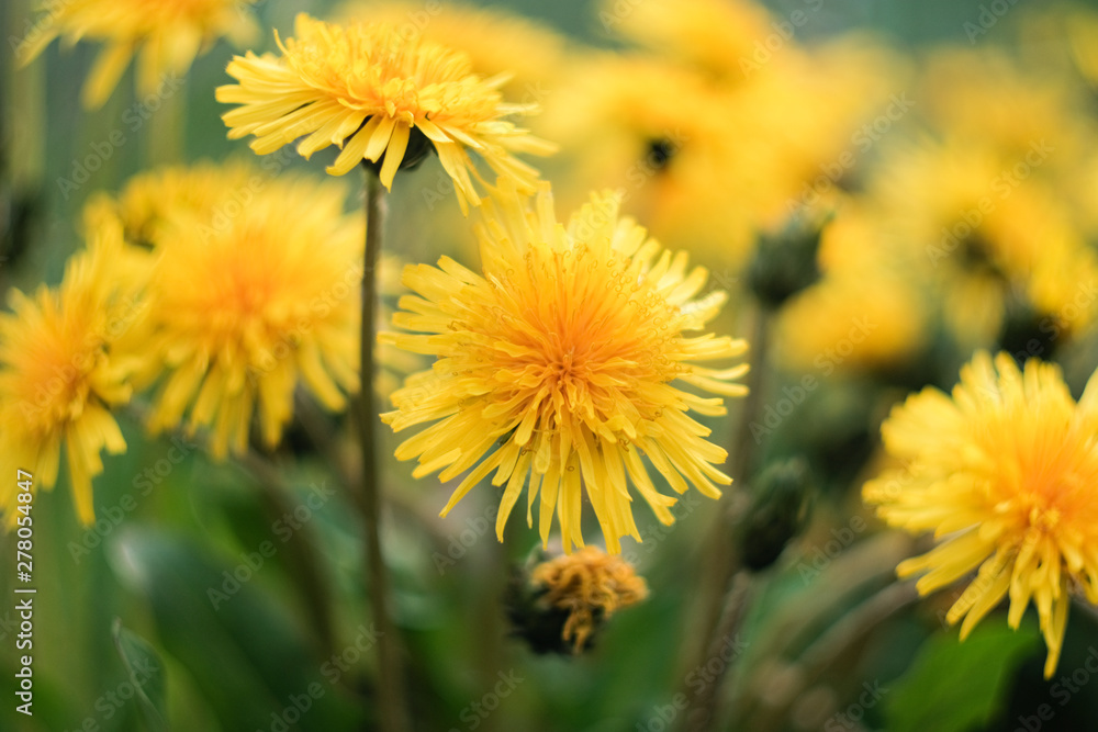 Dandelions close-up in nature Dandelions close-up in nature